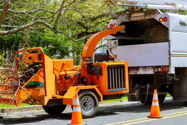 Best Tree Cutting Near Me  in Duryea, PA